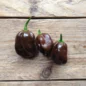 Graine Chocolate Habanero Hot Papper Capsicum Chin
